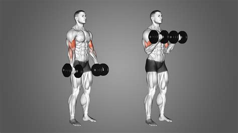 best reps for curls